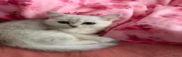 Mixed Breed cats for sale: British shorthair silvertip & exotic persian in Sheffield - Advert 1