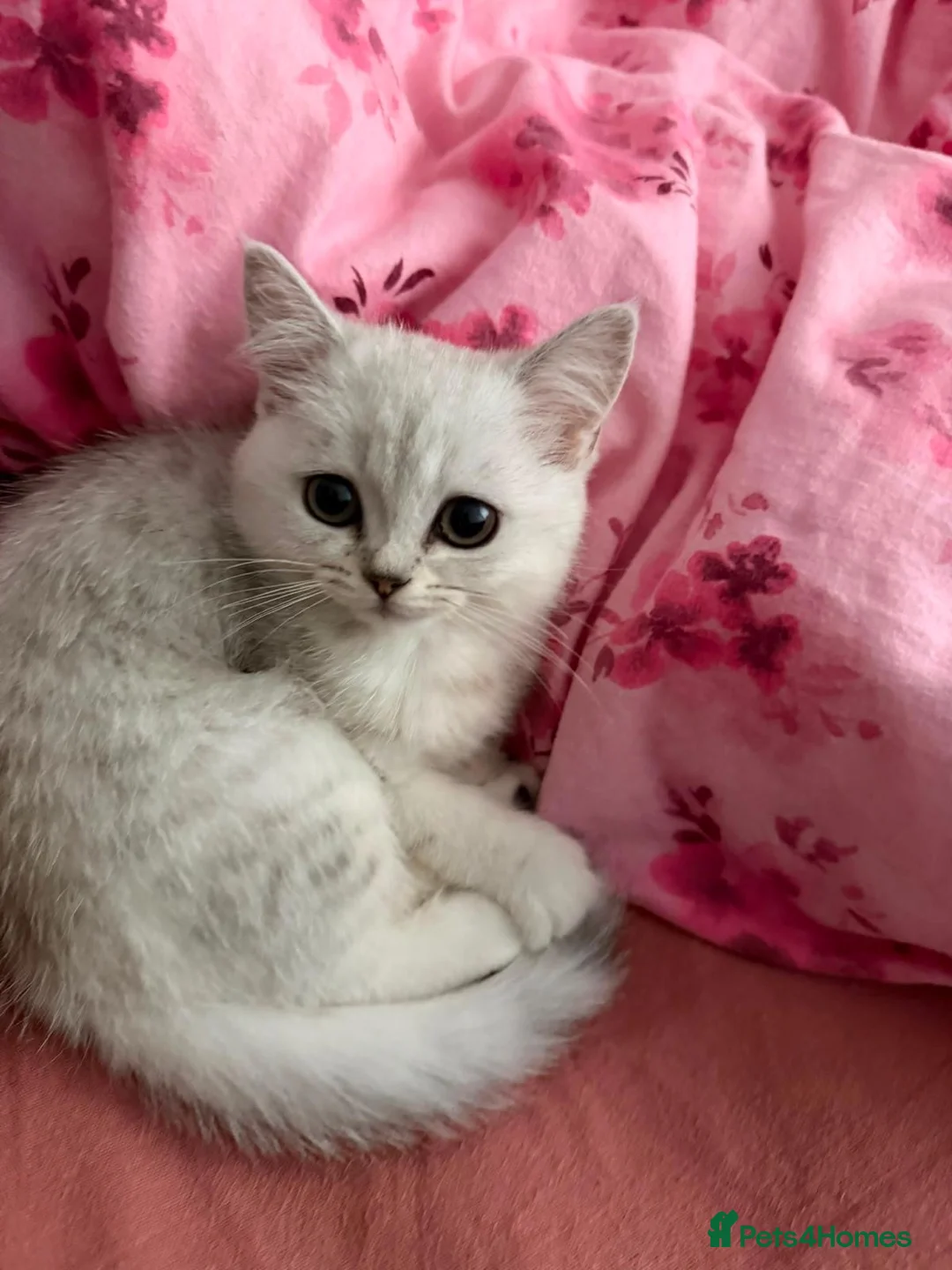 Mixed Breed cats for sale: British shorthair silvertip & exotic persian in Sheffield - Advert 1
