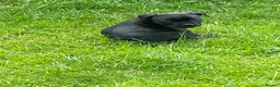 Staffordshire Bull Terrier dogs for sale: KC REGISTERED 3 BLACK BOYS 1 GIRL - Advert 19