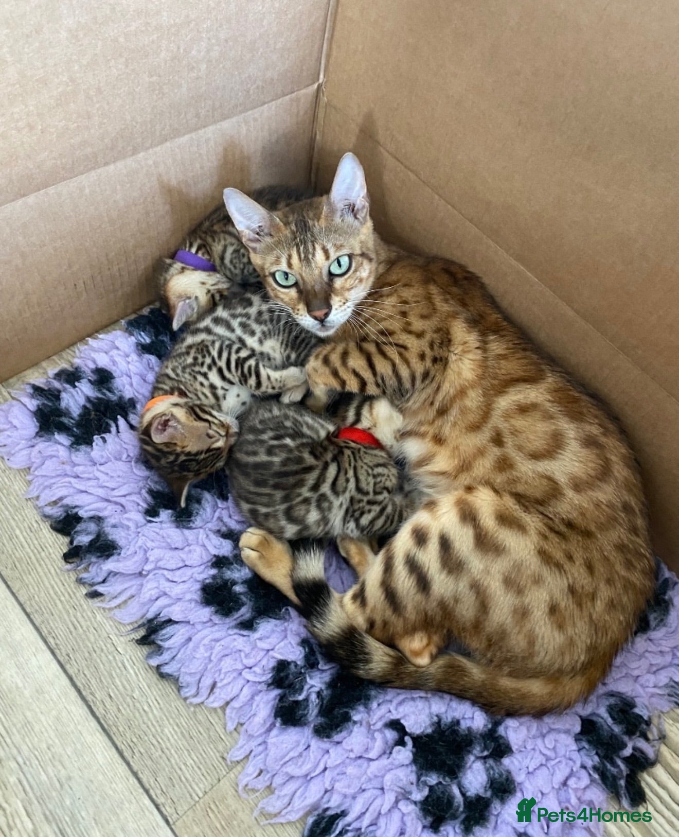 Bengal cats Bengal 🩷 Female Kitten 🐾 TICA Health Tested - Advert 2