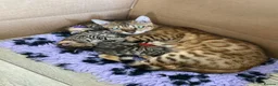 Bengal cats for sale: Bengal 🩷 Female Kitten 🐾 TICA Health Tested - Advert 1