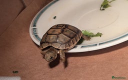 Tortoise reptiles for sale: Greek Spur Baby Tortoises Hatched 2025 - Image 1