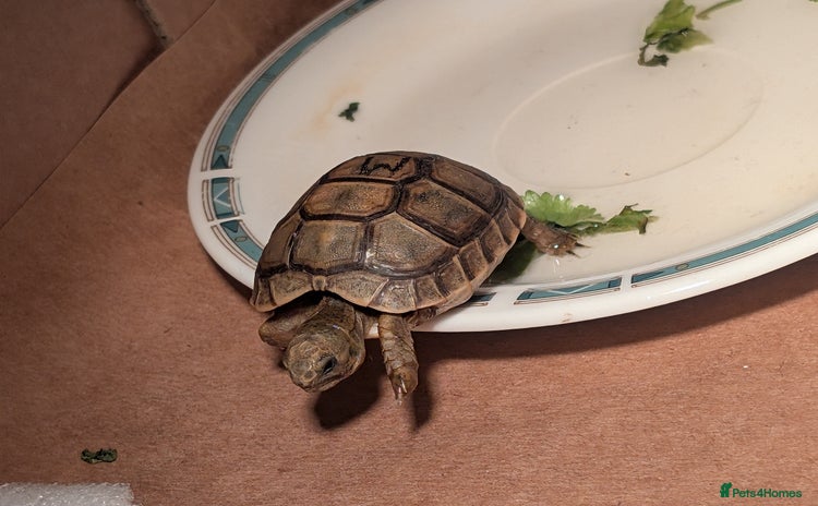 Tortoise reptiles - Advert 4