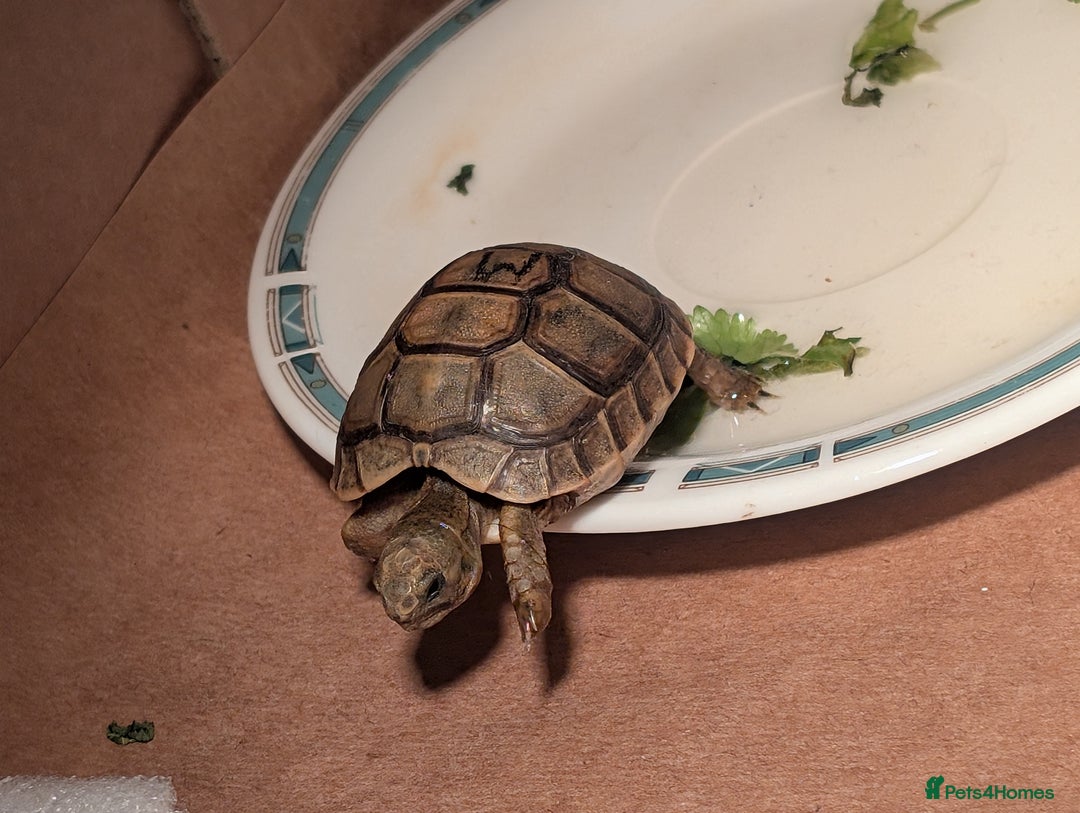 Tortoise reptiles for sale: Greek Spur Baby Tortoises Hatched 2025 - Image 1
