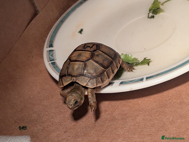 Tortoise reptiles - Advert 7