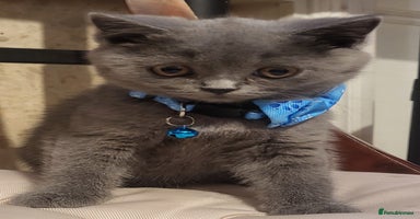 British Shorthair cats - Advert 11