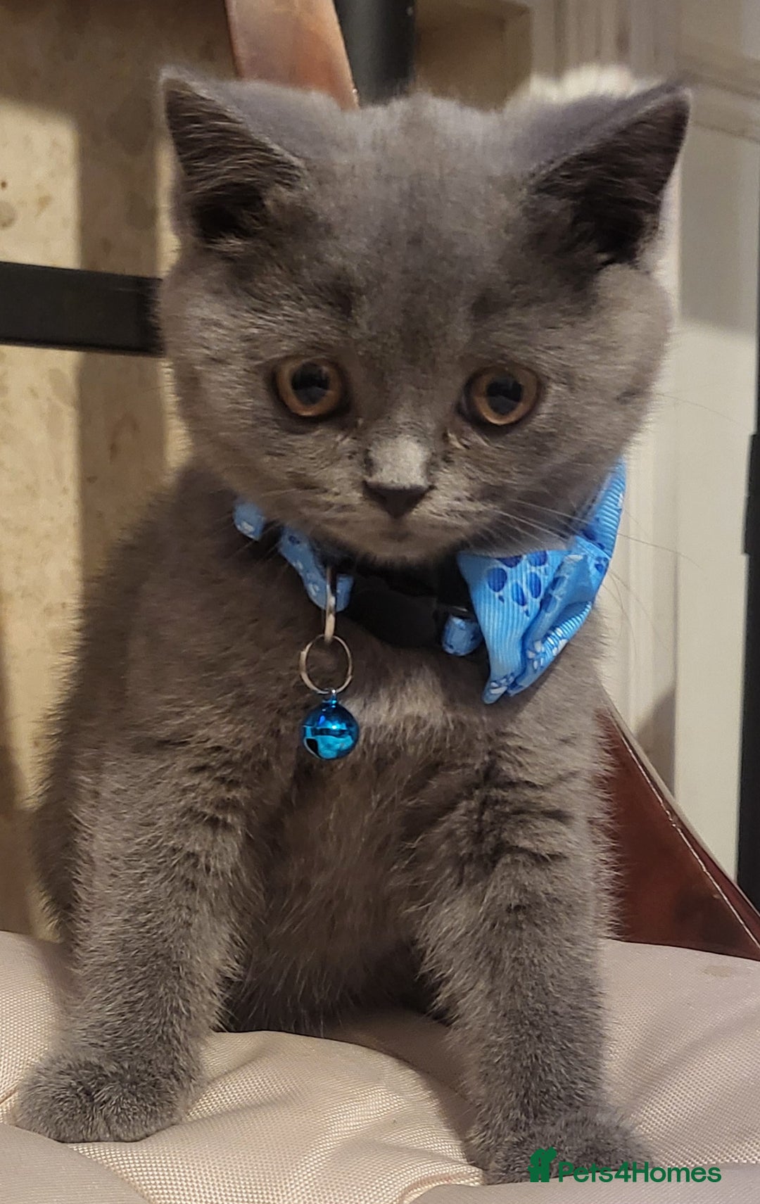 British Shorthair cats for sale: GCCF Registered Kittens. URGENT  - Image 2