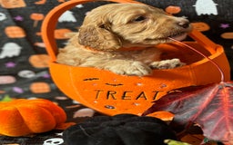 Cockapoo dogs for sale: ❤️AMAZING F1B COCKAPOOS ❤️ - Image 4