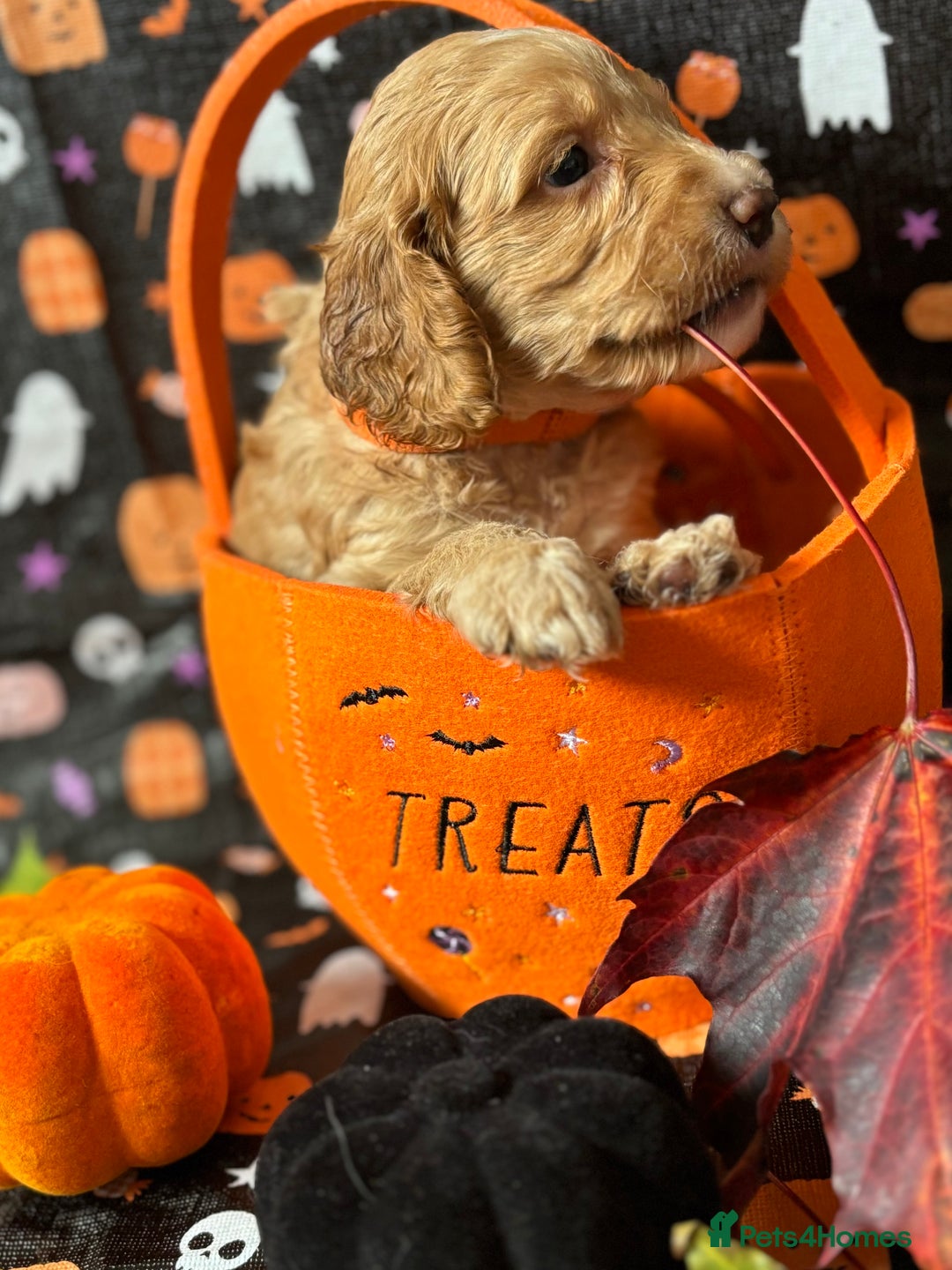 Cockapoo dogs for sale: ❤️AMAZING F1B COCKAPOOS ❤️ - Image 4