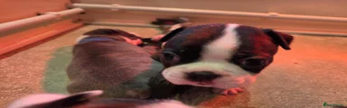 Boston Terrier 2