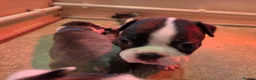 Boston Terrier dogs for sale: Health-Tested KC Registered Boston Terrier Puppies in Salford - Advert 34