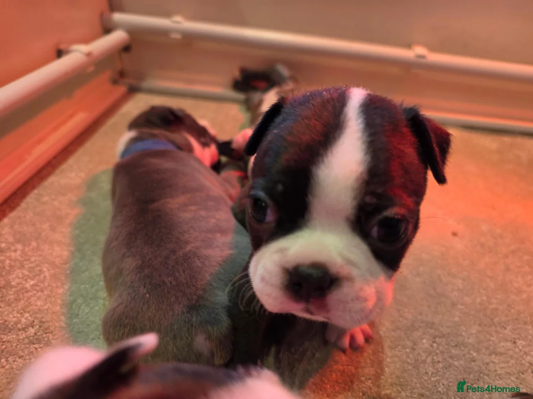 Boston Terrier dogs for sale: Health-Tested KC Registered Boston Terrier Puppies - Advert 32