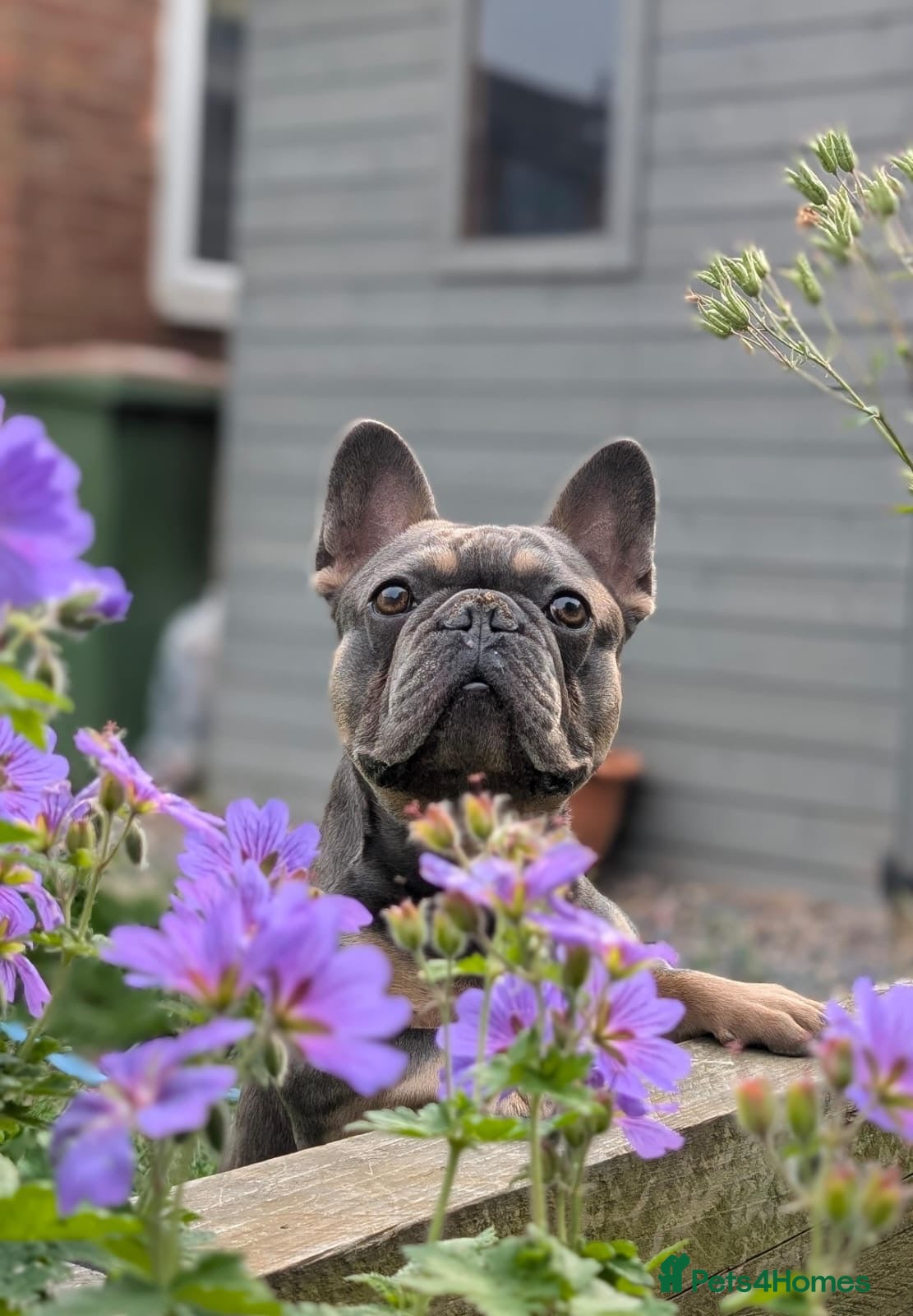 French Bulldog dogs French bulldog looking for forever home  - Advert 2