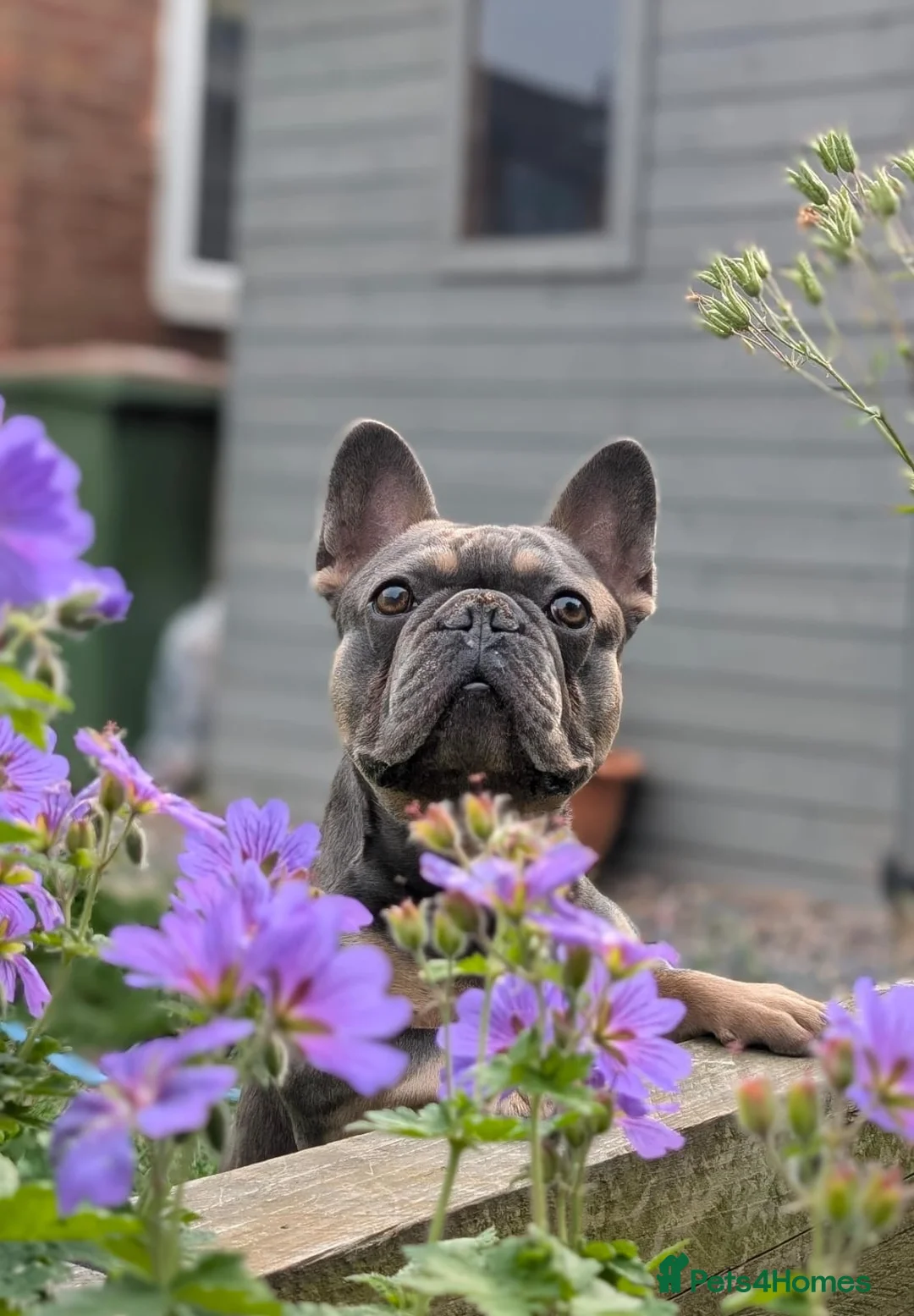 French Bulldog dogs for sale: French bulldog looking for forever home  - Advert 1