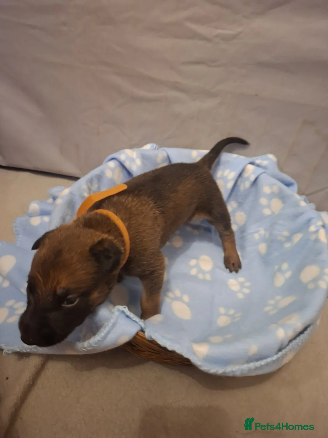 Belgian Shepherd Dog dogs for sale: Belgium malinios x Dutch hurder  - Advert 28