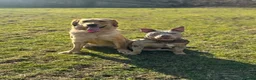 Golden Retriever dogs for sale: Golden Retriever Looking for a Loving Home 🐾 - Advert 5
