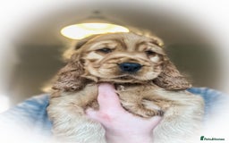 Cocker Spaniel dogs for sale: 🌟Family Raised show type cocker spaniel Pups Due - Image 7