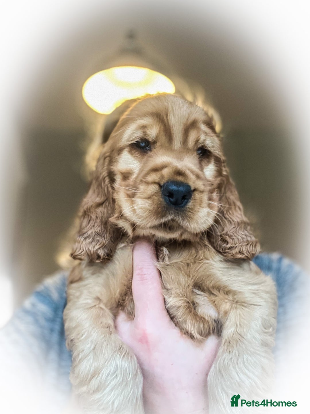 Cocker Spaniel dogs for sale: 🌟Family Raised show type cocker spaniel Pups Due - Image 7