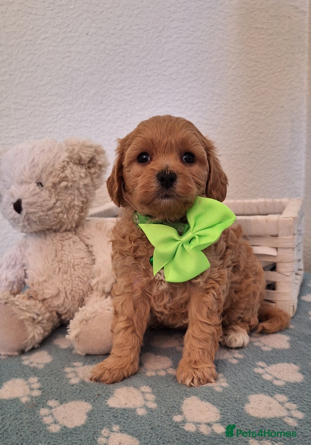 Cavapoochon dogs for sale: 5 🌟 DNA tested Cavapoochon pups - Image 17