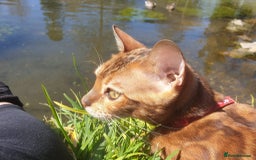 Bengal cats for sale: STUNNING PEDIGREE BENGAL KITTENS  - Image 14
