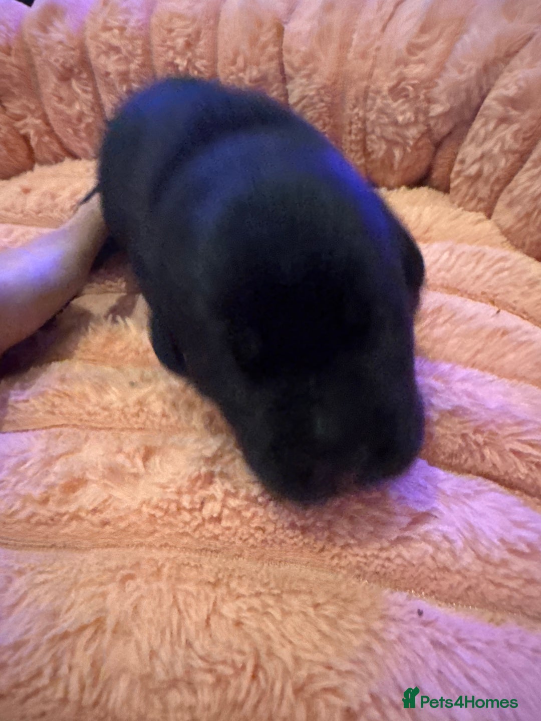 Mixed Breed dogs for sale: Shar Pei cross breed X Labrador Puppies  - Advert 30