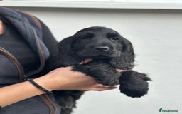 Cocker Spaniel dogs for sale: 1 stunning black girl health clear ready now - Image 3