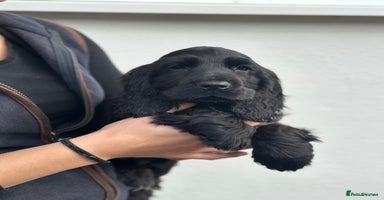 Cocker Spaniel dogs - Advert 2