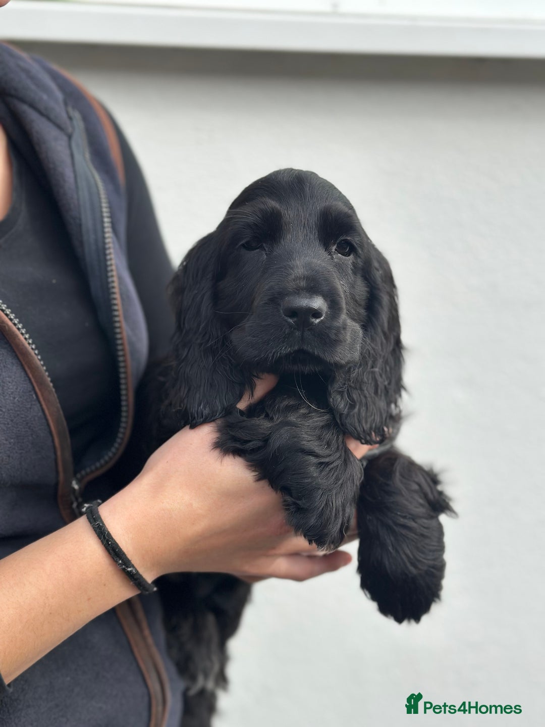 Cocker Spaniel dogs for sale: 1 stunning black girl health clear ready now - Image 3