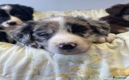Border Collie dogs for sale: Border collie puppies  - Image 14