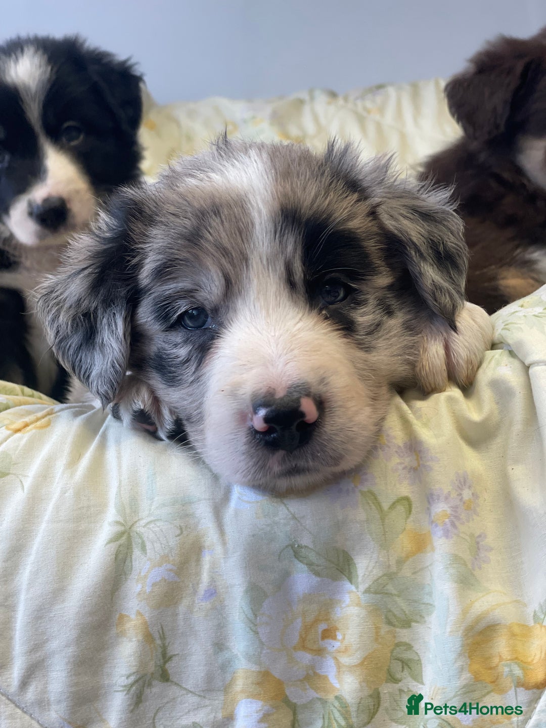 Border Collie dogs for sale: Border collie puppies  - Image 14