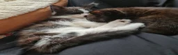 Mixed Breed cats for sale: Two Black And White Female Kittens  - Advert 5