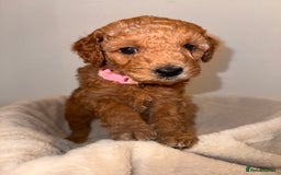 Cavapoochon dogs for sale: Cavapoochon Puppies - Ready 16 October - Image 1