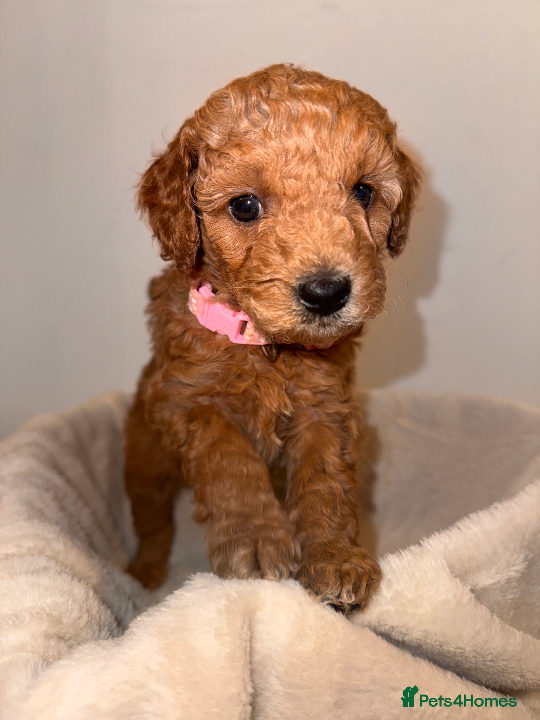 Cavapoochon dogs for sale: Cavapoochon Puppies - Ready 16 October - Image 1