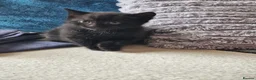 Mixed Breed cats for sale: Cute kitties are looking for a new home 🐈‍⬛ - Advert 14