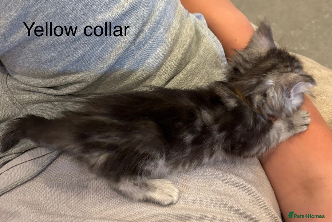 Maine Coon cats for sale: TICA & Council licensed white/black Maine Coons - Image 19