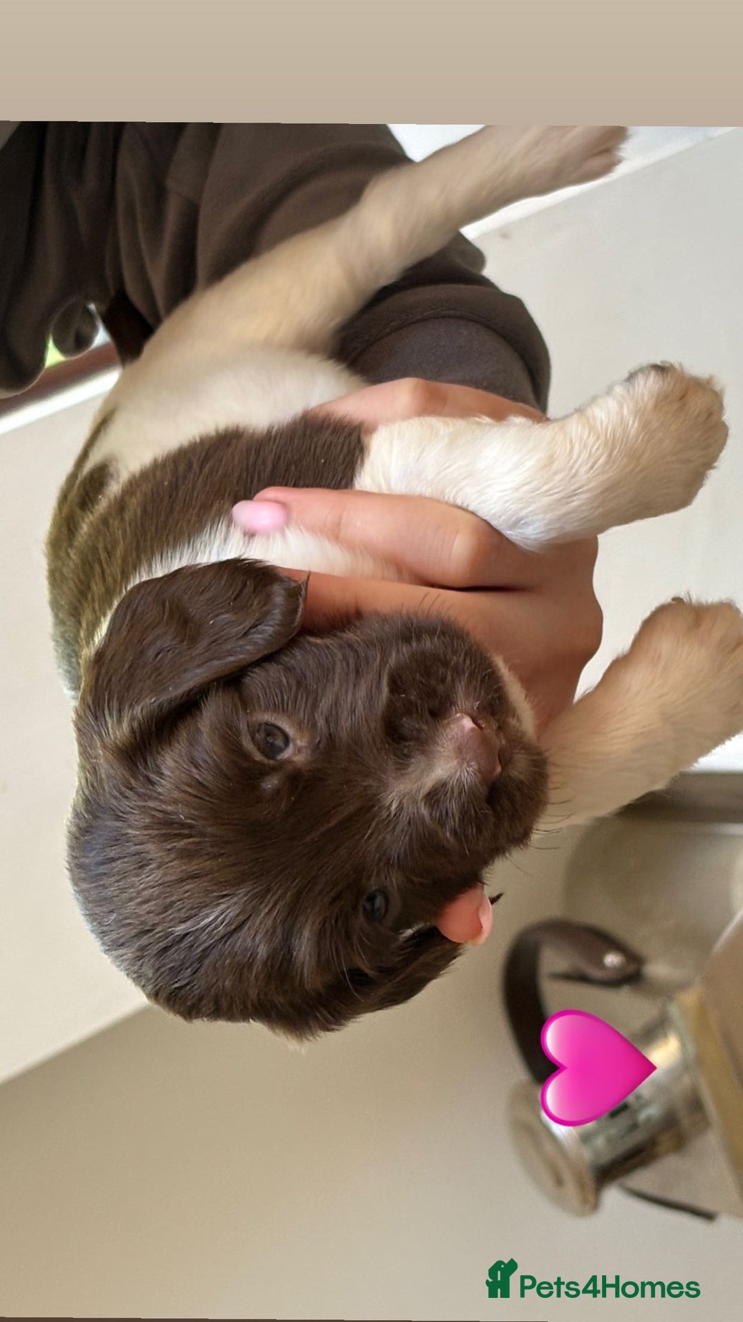 English Springer Spaniel dogs for sale: Traditional English Springer Spaniel Puppies - Image 8