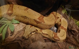 Boa Snake reptiles for sale: Hog Island boa and full double level custom set up - Image 14