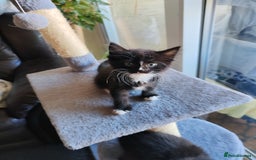 British Longhair cats for sale: British Longhair mix Kittens  - Image 19