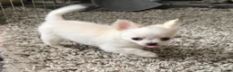 Chihuahua dogs for sale: KC Reg Chihuahua Pups, Champion lines. - Advert 9