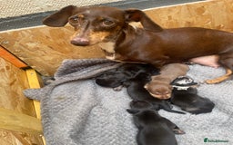 Dachshund dogs for sale: Dachshund puppies  - Image 2