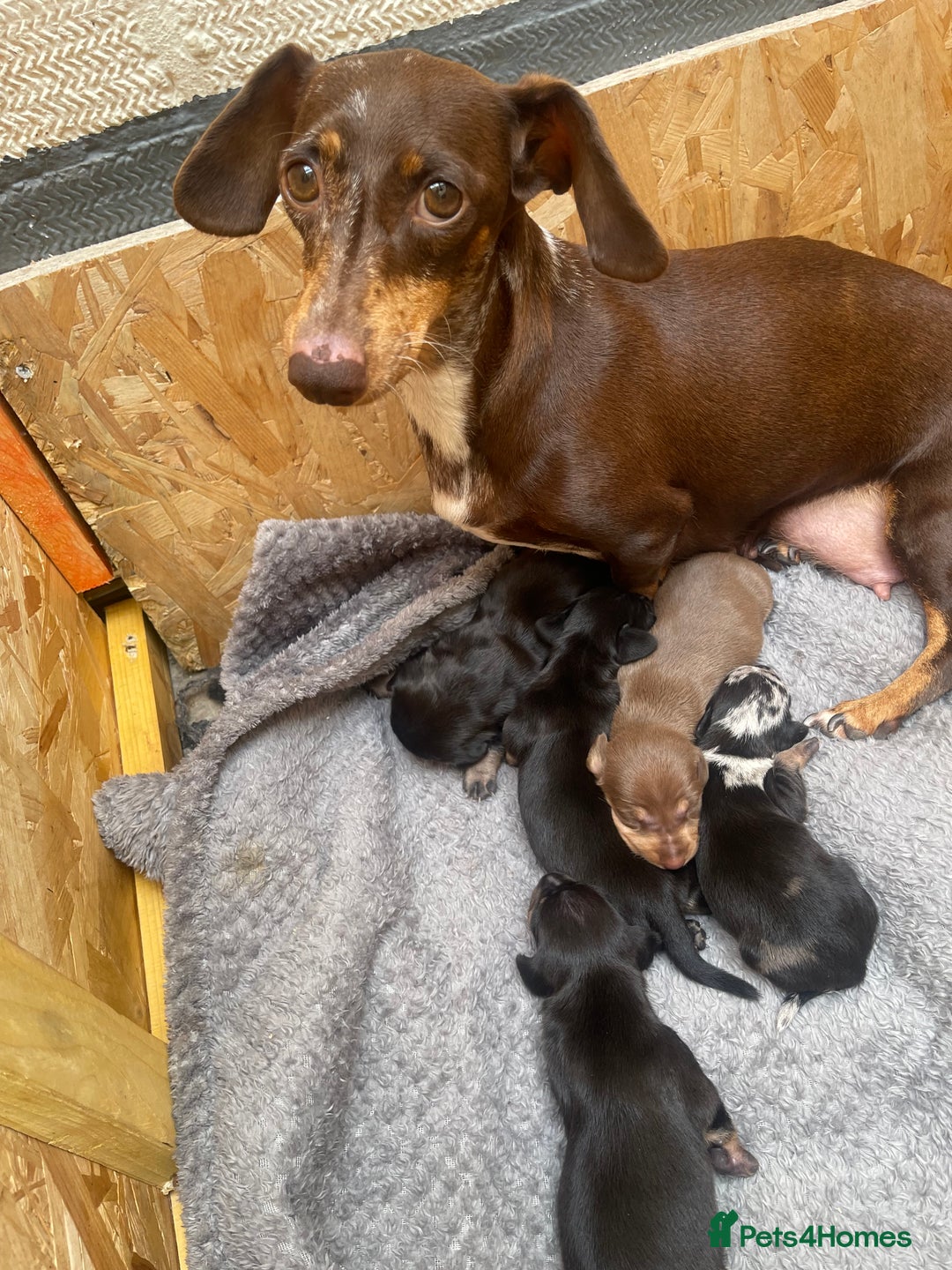 Dachshund dogs for sale: Dachshund puppies  - Image 2