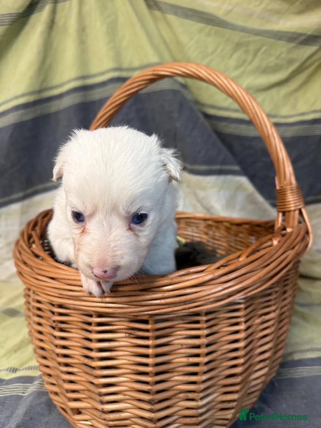 Border Collie dogs for sale: Red Merle and red- black and white border collies - Advert 5