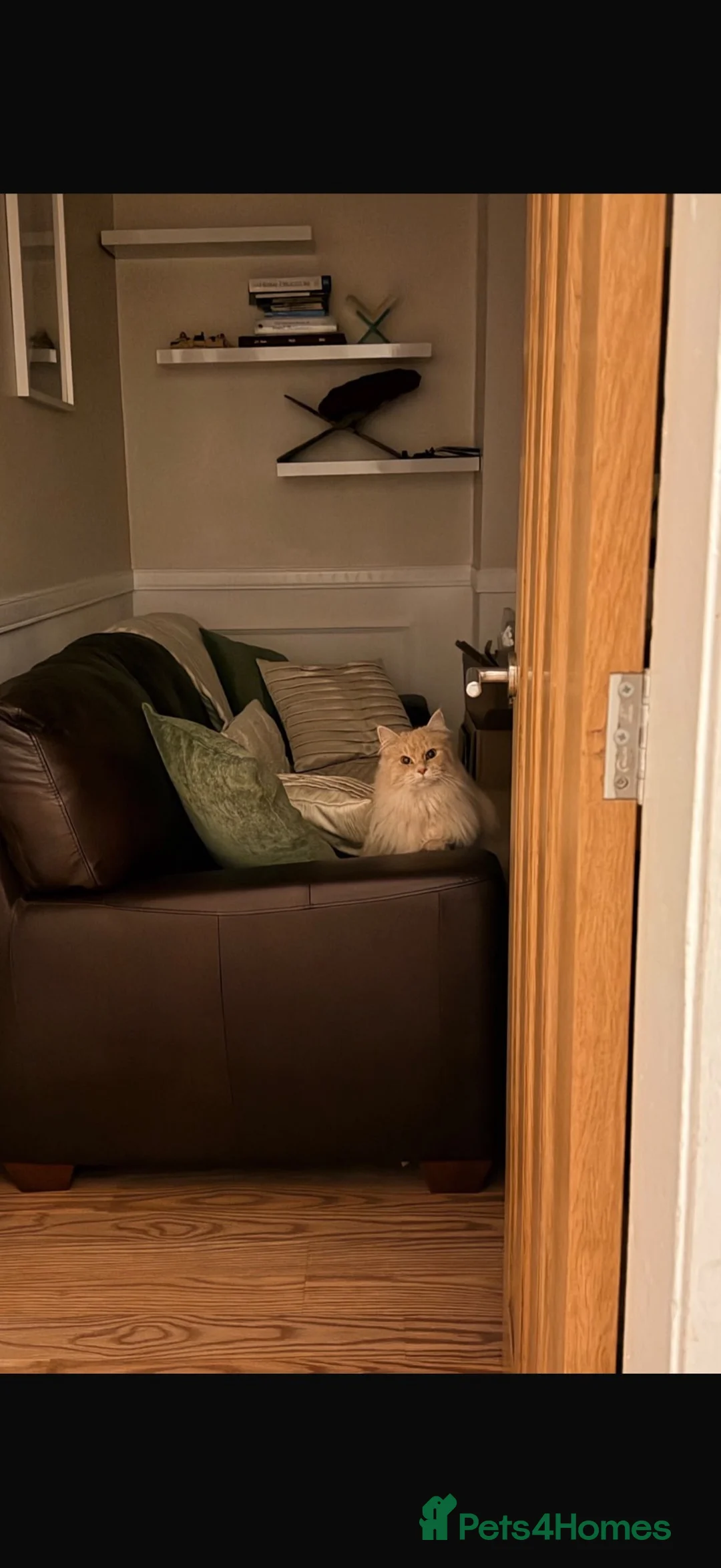 Mixed Breed cats for sale: Beautiful Maine Coon x Ragdoll Cat - Advert 6