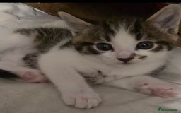 Domestic Shorthair cats for sale: 3 x Cute balls of fluff - Image 1