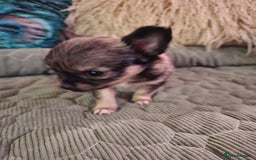 Chihuahua dogs for sale: Beautiful full pedigree chihuahua boy x1  - Advert 3