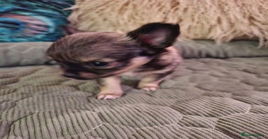 Chihuahua dogs Beautiful full pedigree chihuahua boy x1  - Advert 4