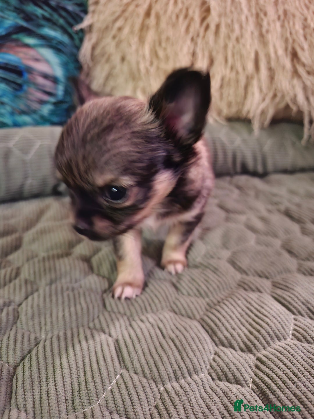 Chihuahua dogs for sale: Beautiful full pedigree chihuahua boy x1  - Advert 3