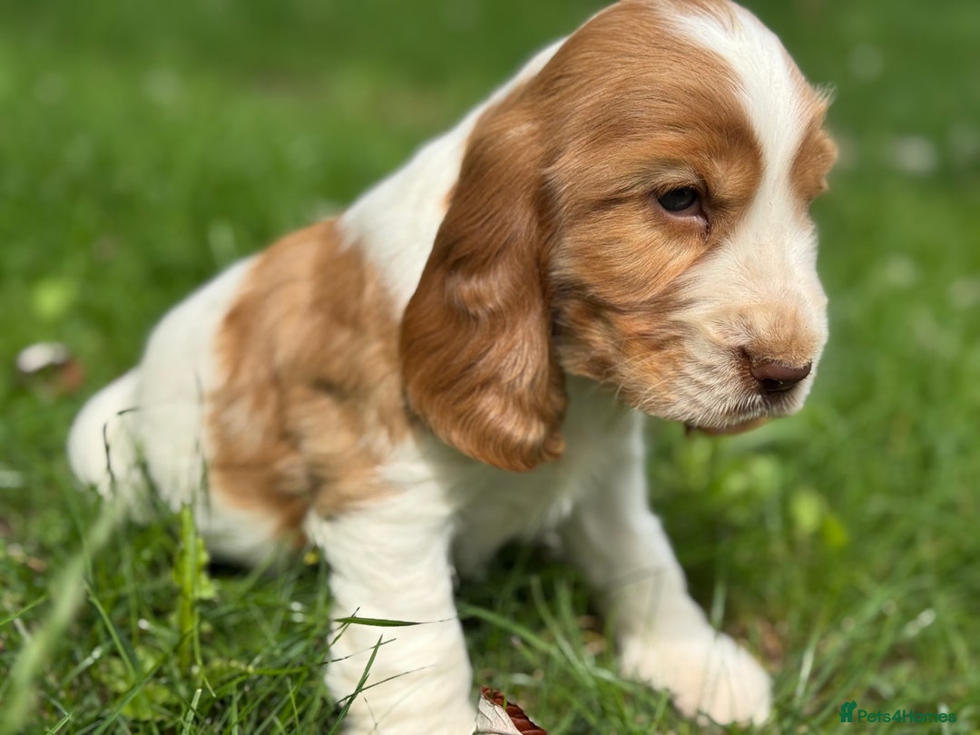 Cocker Spaniel dogs for sale: 100% SHOW TYPE HEALTH TESTED COCKERSPANIELS - Image 6
