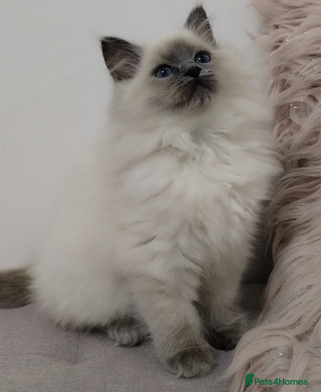 Ragdoll cats 💕Female Ragdoll kitten TICA registered  - Advert 11