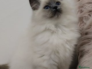 Ragdoll cats 💕Female Ragdoll kitten TICA registered - Advert 11
